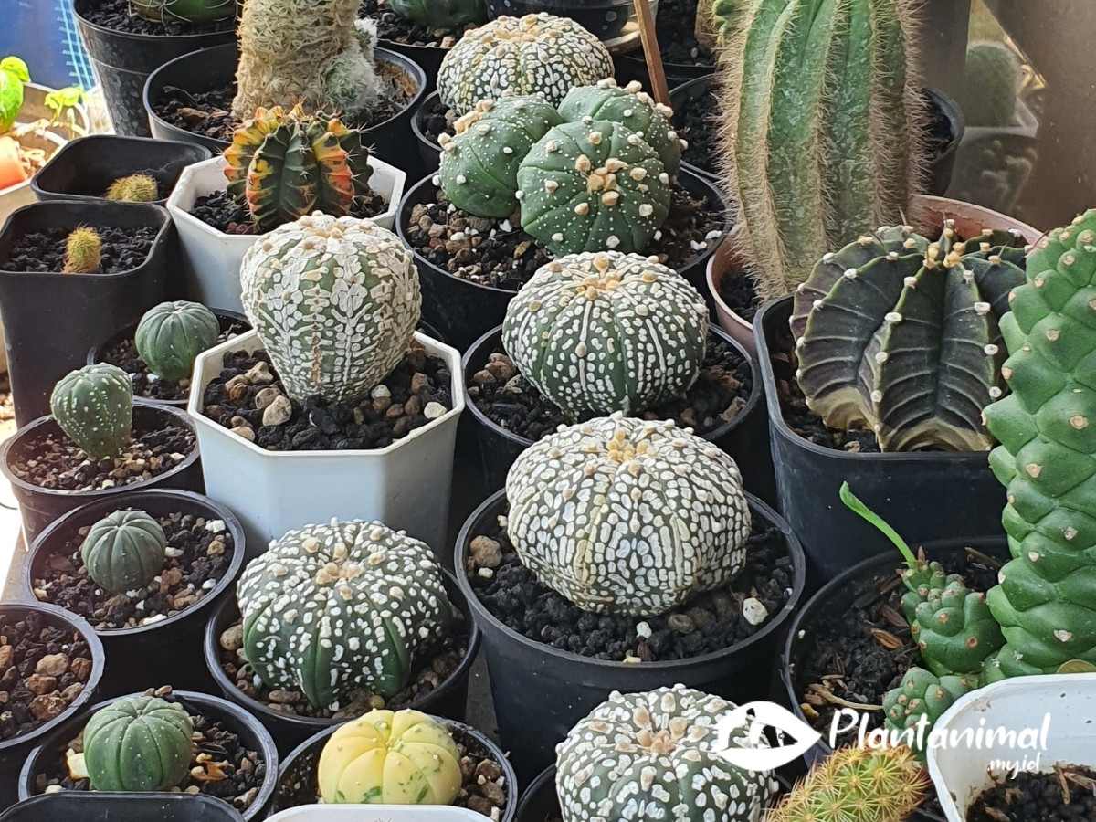 Koleksi kaktus Plantanimal